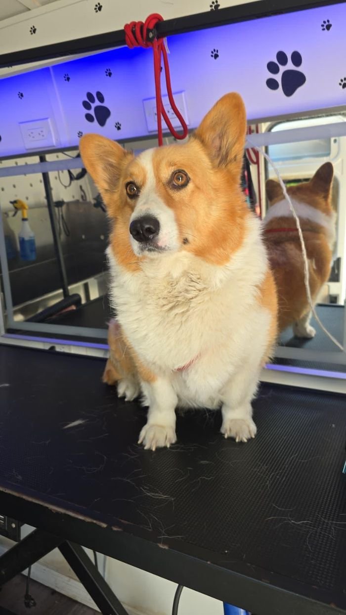 Corgi recién arreglado