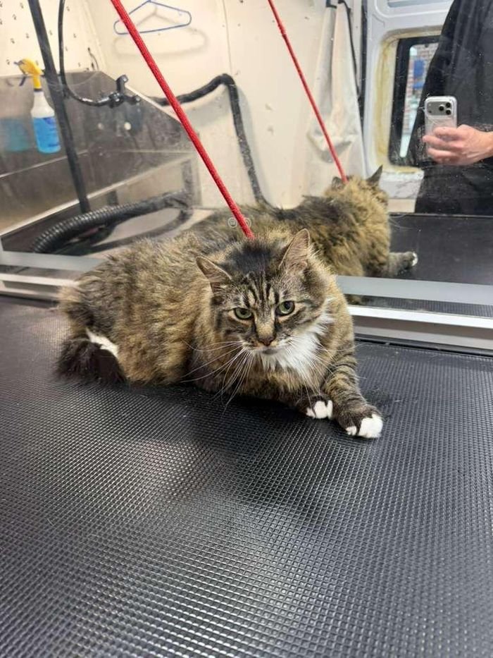 Gato atendido en Martin Pets