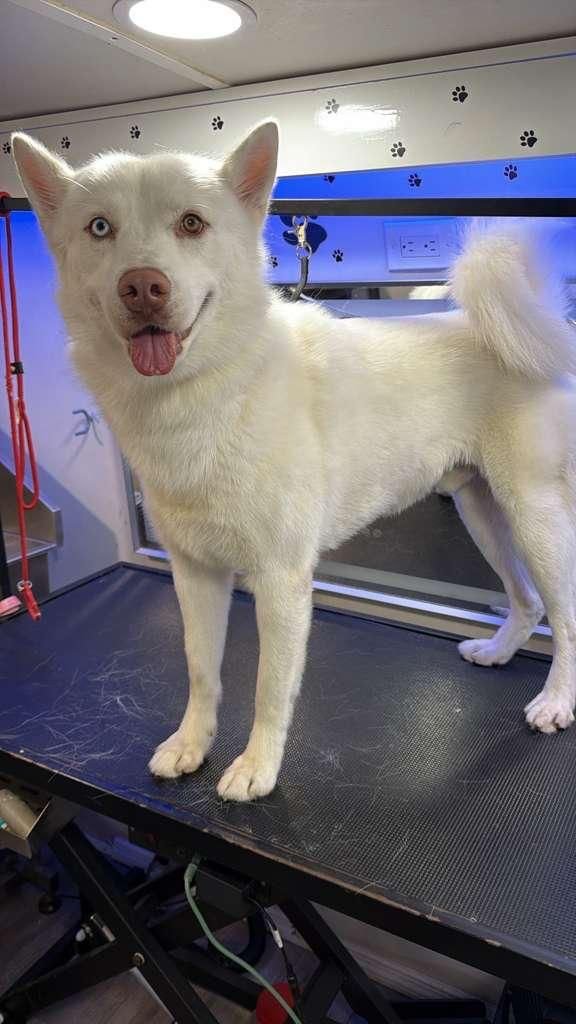 Husky recién bañado