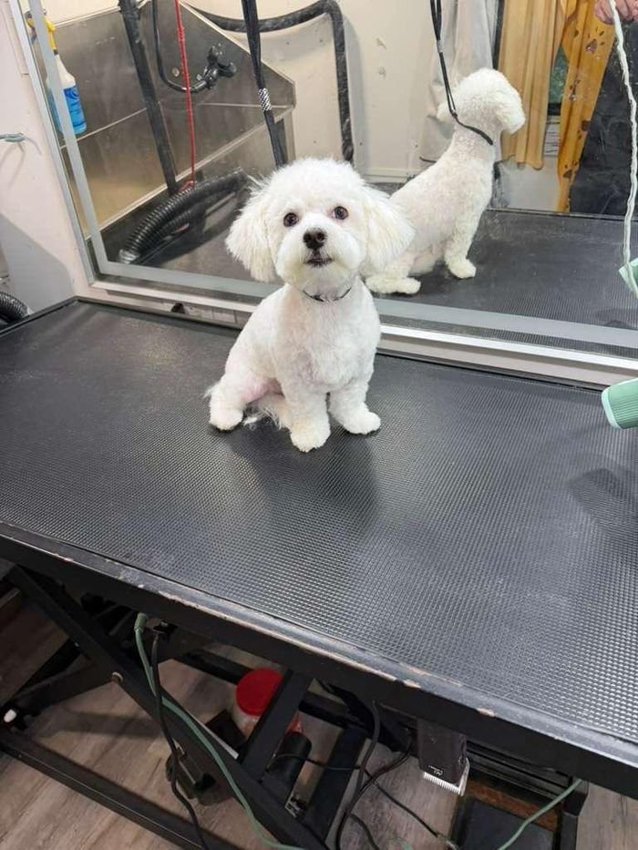 Bichón feliz