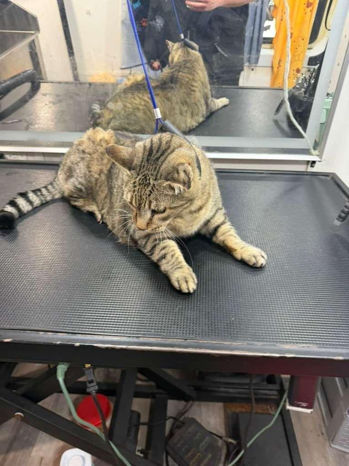 Gato relajado