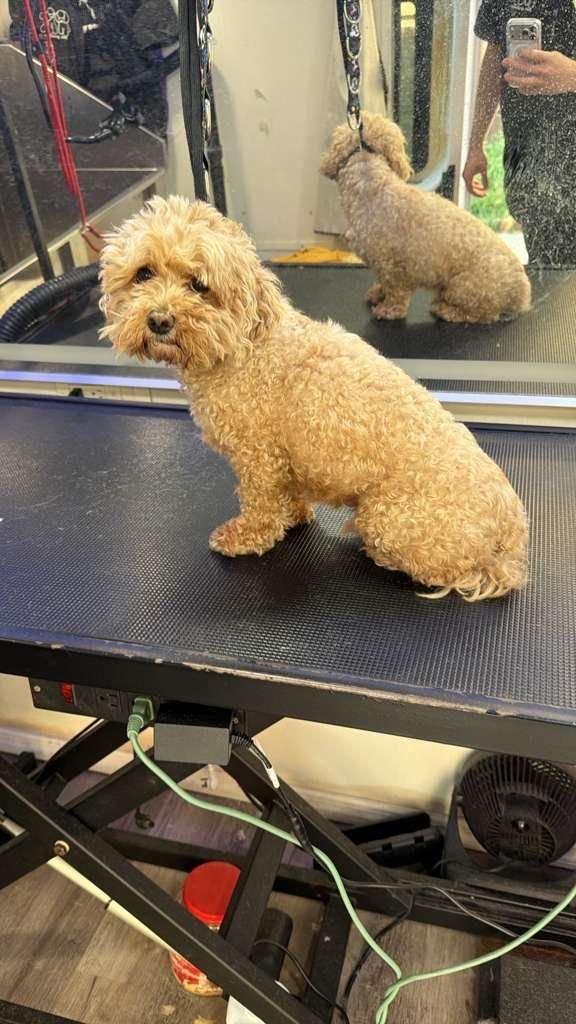 Cavapoo