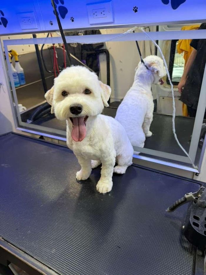 Shih Tzu con pañoleta rosa