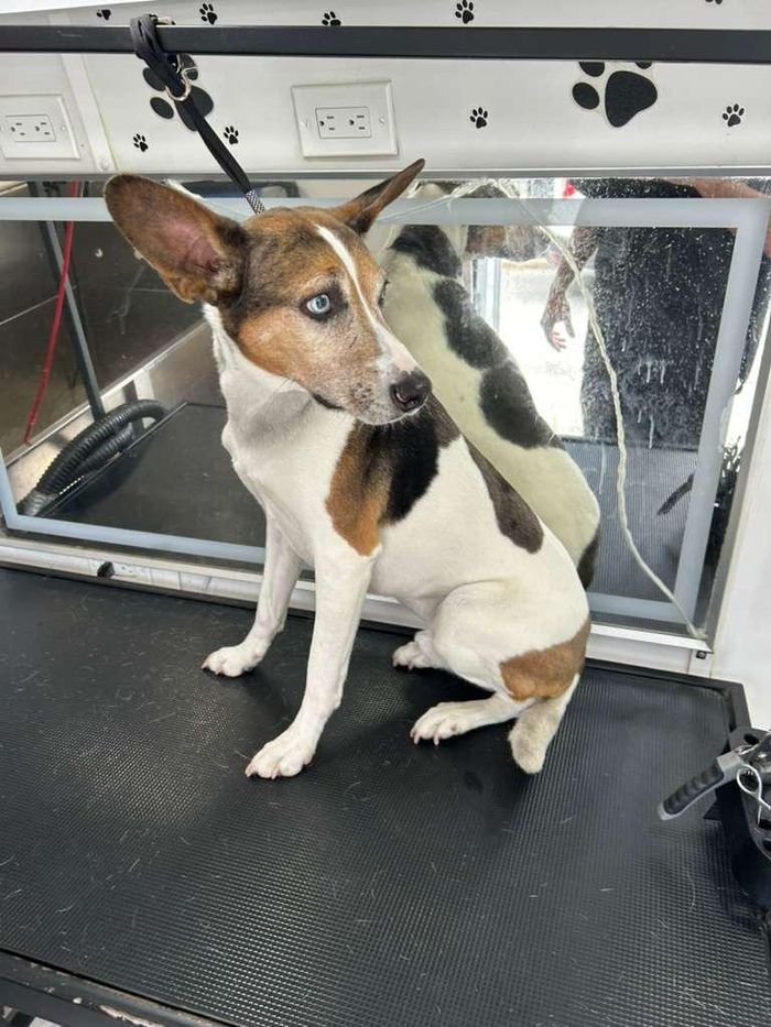 Perro mestizo ojos claros
